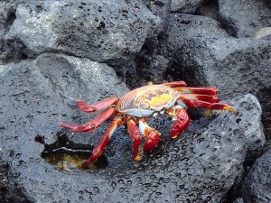 Wonderfully colored crabs