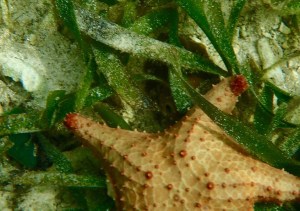 Estrellas del mar (starfish) on the way to Zapatillas.