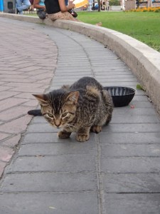 One of Kim's many new furry friends