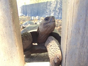 Curious little Tortoise