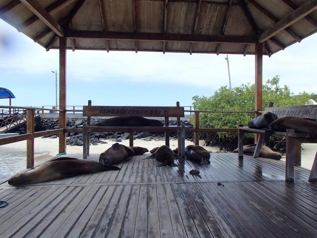 Lounging Sea Lions