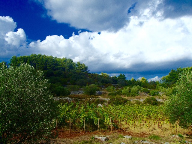 Vineyards and Olive groves