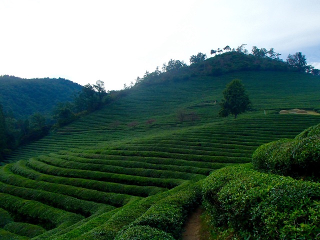 A literal mountain of green tea